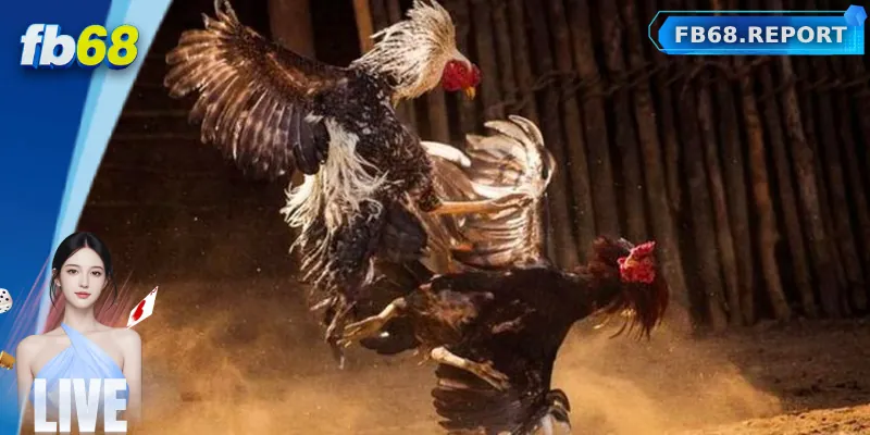 Giới thiệu chung về đá gà Campuchia