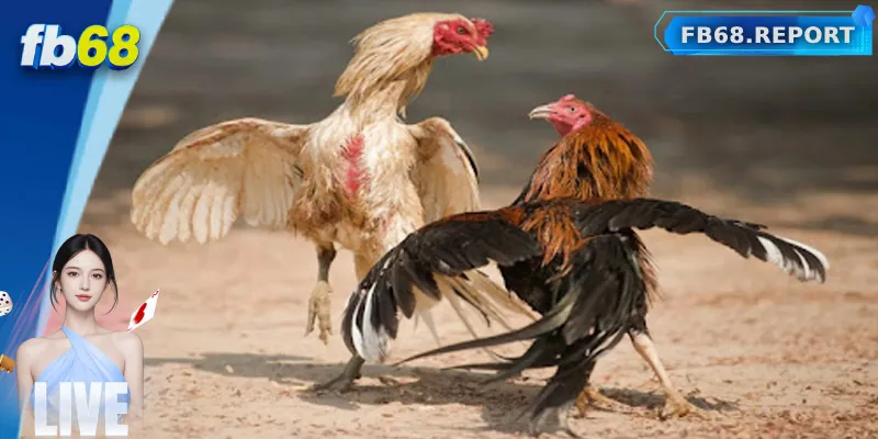 Luật chơi đá gà Campuchia